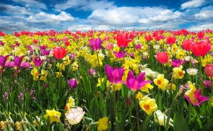 spring awakening 1197602 1280