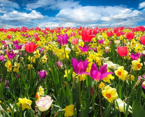 Deutschlandwetter im Frühling 2020 18 spring awakening 1197602 1280