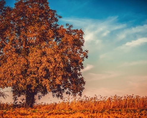 Der Herbst kommt! 10 Herbst