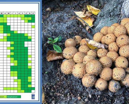 Starke Pilz-Saison durch ideales Sommer-Wetter? 17 DWD Starke Pilz Saison durch ideales Sommer Wetter