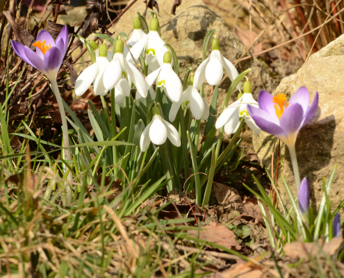 Was bringt der Frühling? 5 DWD Was bringt der Fruehling