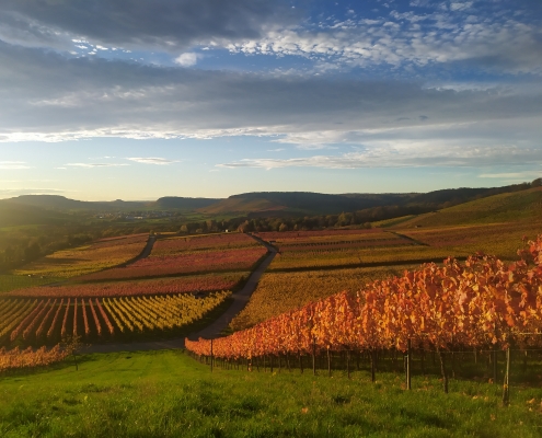 Wetter und Wein 25 DWD Wetter und Wein