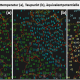 DWD Diagonale Zweiteilung