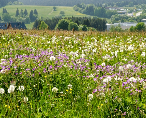 Was bringt die erste Maiwoche? 6 DWD Was bringt die erste Maiwoche