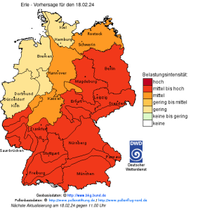 DWD Schon reichlich Pollen unterwegs 1