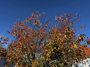 DWD Kunterbunte Blaetter im goldenen Oktober