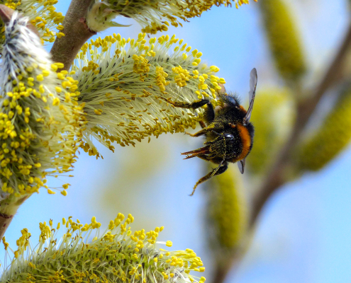Wie wirkt sich das Winterwetter auf Insektenpopulationen aus? 16 Wie wirkt sich das Winterwetter auf Insektenpopulationen aus