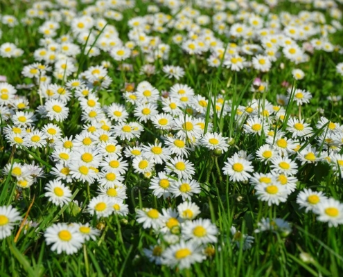 Der Gaensebluemchenplanet 1