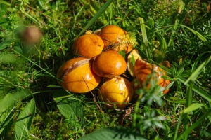Pilz Saison erreicht ihren Hoehepunkt 2
