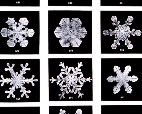 Schneefloeckchen Weissroeckchen 2