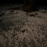 Vollkorn oder Graupel