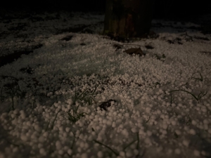 Vollkorn oder Graupel