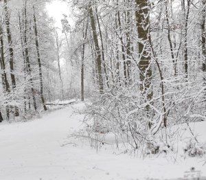 Der Winter 2025/2026 – persönliche Erlebnisse und eine Einschätzung 3 Der Winter 2025 2026 – persoenliche Erlebnisse und eine Einschaetzung 2