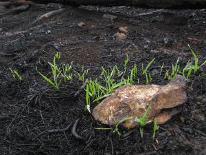 Die Vegetationsbrandgefahr im Frühjahr 1 Die Vegetationsbrandgefahr im Fruehjahr 1