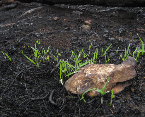 Die Vegetationsbrandgefahr im Fruehjahr 1