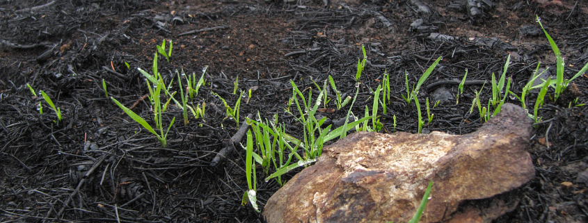 Die Vegetationsbrandgefahr im Frühjahr 1 Die Vegetationsbrandgefahr im Fruehjahr 1