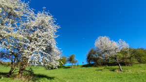 Warum ist der Himmel blau