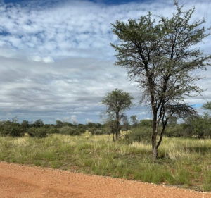 Pannekoek in der Kalahari – wenn die Savanne wieder zum Leben erwacht 1