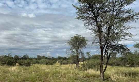 Pannekoek in der Kalahari – wenn die Savanne wieder zum Leben erwacht 1 Pannekoek in der Kalahari – wenn die Savanne wieder zum Leben erwacht 1