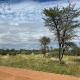 Pannekoek in der Kalahari – wenn die Savanne wieder zum Leben erwacht 1