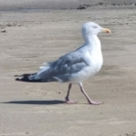 Profilbild von Marino